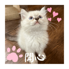 Poké 布偶貓搞怪貼圖⸝⸝⸝♡︎
