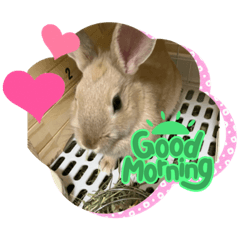 Baby bunny_20230419065538