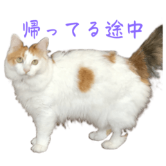 mikenekotosyamuneko
