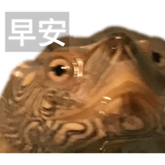 超級無敵可愛的龜龜喔 2.0