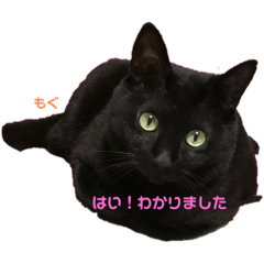 yokko_20230419141945