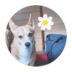 Sakura_20230418235516