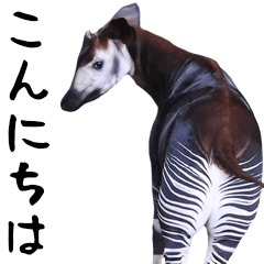 Photograph of the okapi