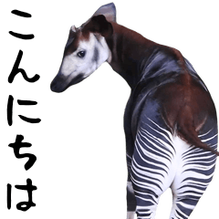 Photograph of the okapi – LINE stickers | LINE STORE