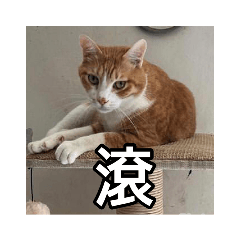 阿仔系列ver1