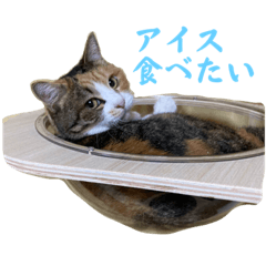 suzu_20230419175621