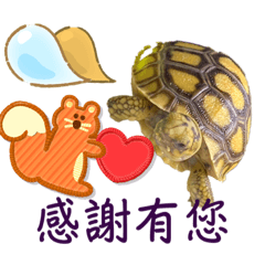 我是哈密瓜/豹龜+蘇卡達