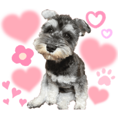 SHELLY_20230419214459