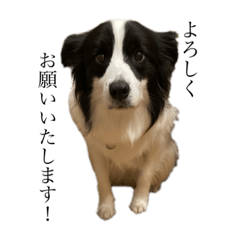 A border collie named Maru