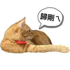 傲嬌小貓咪艾倫