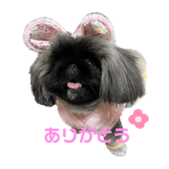 Pekingese kuromame komame