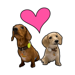 Kiwi & Lukpear