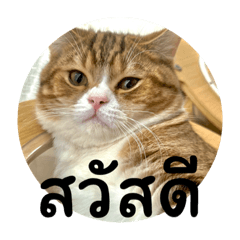 Meaow_20230420161238