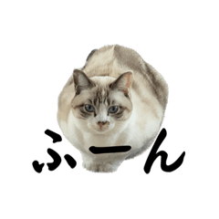 sakura_20230420164512