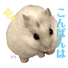 pika_20230421004033