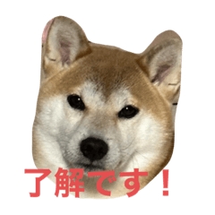 shiho_20230420210437