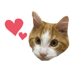 moru_20230421000851 – LINE stickers | LINE STORE