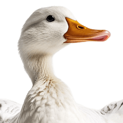 white cole duck