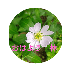 Hayashi_20230421151213