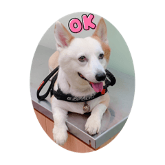 可愛的  莊阿肥