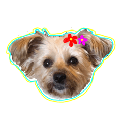 犬の気持ち.2023.3