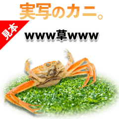 real crab King crab snow crab photograph