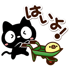 Very cute black cat92