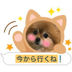 yaspon_20230421194804