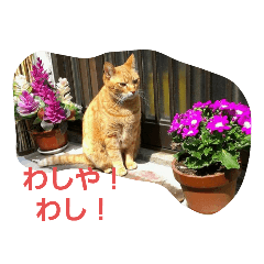 ginger cat talking in Osakan dialect