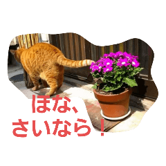 大阪弁っぽいおじさん猫