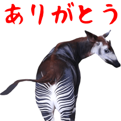 The photograph which works of the okapi