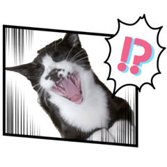 shiho_20230422183746