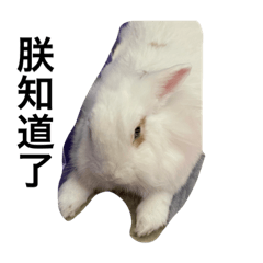 兔兔兔兔啦