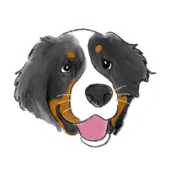 Funny Bernese Mountain Dog