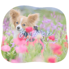 yukari_20230423013722