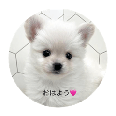 napi_20230422231753