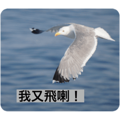 可愛的動物配搭有趣的對白