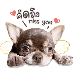 In Loving Memory of Maxx