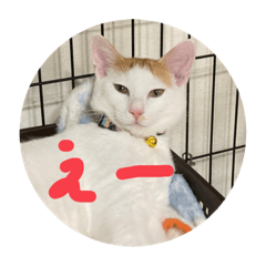 Cats eye_20230423154742