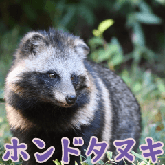 friends of the zoo(Japanese Raccoon Dog)