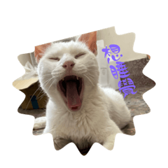 寶貝貓狗日常