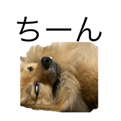 tanuki_20230423184921