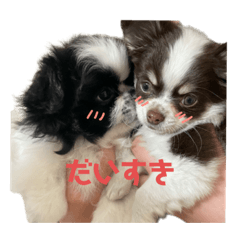 rinrin_20230423215146