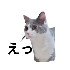 Cat_20230423203927