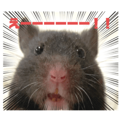 mizuki_20230423224838