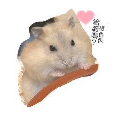 寵物貼貼大集合