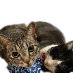 RU and TEN cat's word