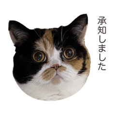 けあねこ(=^・^=) 三毛猫おあげ - LINE スタンプ | LINE STORE