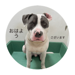 kometaro_yoron