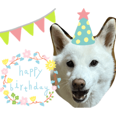 SHIROSHIBA Haru Chan